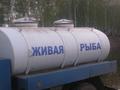Свежая, живая рыба. Продажа толстолобика.