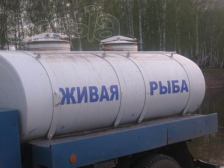 Свежая, живая рыба. Продажа толстолобика.